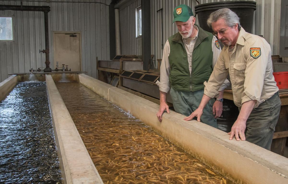 A hatchery technician looking at juvenile trout